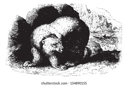 Bear, vintage engraved illustration. Animaux Sauvages et Domestiques - For kids - 1892.