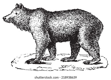 109,407 Vintage bear Images, Stock Photos & Vectors | Shutterstock