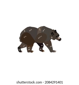 bear walking isolated cartoon drawing vector illustration