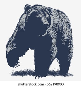 Oso caminando sobre la hierba, en color azul, ilustración, vector