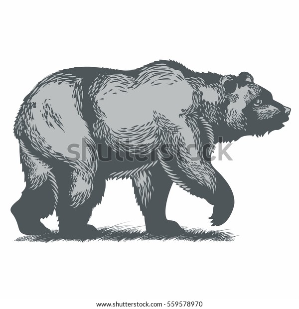 Bear Walking On Grass Illustration Stock Vector (Royalty Free ...