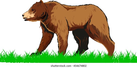 Bear walking on green grass isolated vector illustration