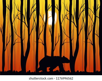 bear walking in the woods, sunset in the forest vector wild nature illustration