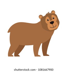 Bear wild animal