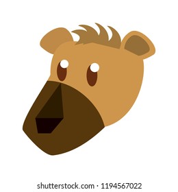 Bear wild animal