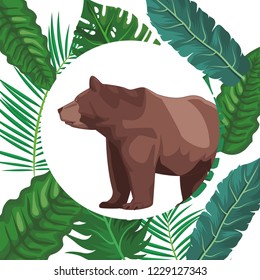 Bear wild animal