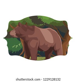 Bear wild animal