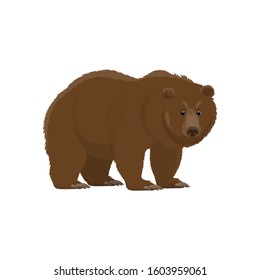 Bear wild animal vector icon. Isolated zoo mammal and hunt trophy grizzly or brown bear