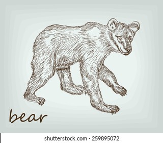 bear. wildlife animals. vector sketches
