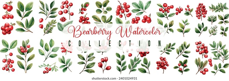 Bearberries watercolor set collection vector hand drawn isolated on white background. vector illustration design