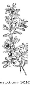 Bearberry is an evergreen shrub with ovate shaped leaves, clusters of flowers hang on top of the branches. Fruits are rounded and they growing on branch, vintage line drawing or engraving illustration