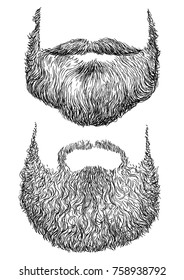 Beard illustration, drawing, engraving, ink, line art, vector