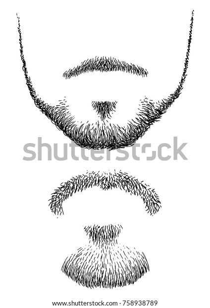 Beard illustration, drawing, engraving, ink, line
art, vector