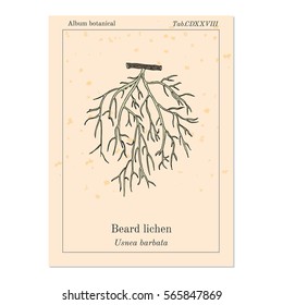 Beard lichen (Usnea barbata), or tree moss. Hand drawn botanical vector illustration