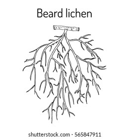 Beard lichen (Usnea barbata), or tree moss. Hand drawn botanical vector illustration