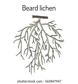 Beard lichen (Usnea barbata), or tree moss. Hand drawn botanical vector illustration