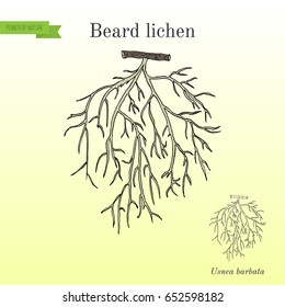 Beard lichen (Usnea barbata), or tree moss. Hand drawn botanical vector illustration