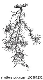 Beard Lichen or Usnea barbata, vintage engraved illustration. Dictionary of Words and Things - Larive and Fleury - 1895