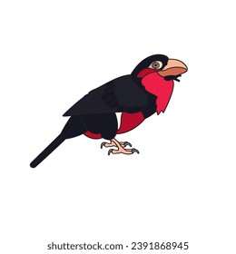 Bearded Barbet. Vector illustration isolated on white background.