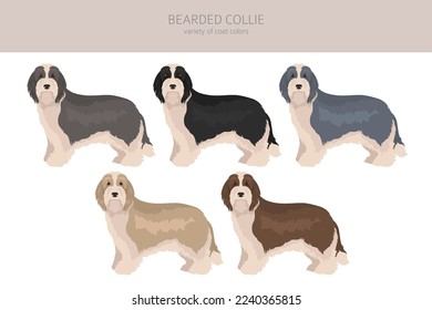 Bearded Collie dog clipart. All coat colors set.  Different position. All dog breeds characteristics infographic. Vector illustration