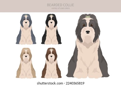 Bearded Collie dog clipart. All coat colors set.  Different position. All dog breeds characteristics infographic. Vector illustration