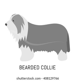 Bearded collie. Dog, flat icon. Isolated on white background.