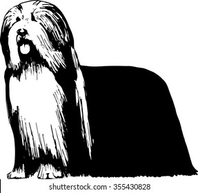 Bearded collie dog hand drawn sketch. Herding purebred dog illustration.