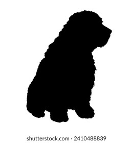 Bearded Collie Dog on the move. Dog in different poses. jumps runs. The dog is sitting. The dog is lying down playing