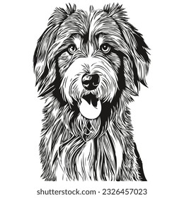Bearded Collie dog pet sketch illustration, black and white engraving vector realistic breed pet
