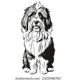 Bearded Collie dog realistic pencil drawing in vector, line art illustration of dog face black and white sketch drawing