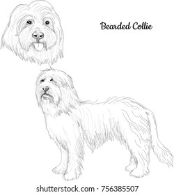 Bearded Collie dog sketch. Hand drawn dog portrait of scottish breed.