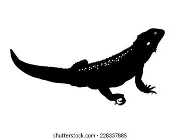 Bearded Dragon Silhouette Images, Stock Photos & Vectors ...