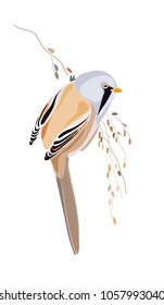 The bearded reedling (Panurus biarmicus)  known as the bearded tit