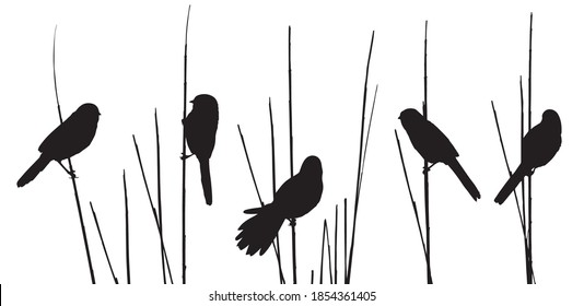 Bearded reedling (Panurus biarmicus) sits on reed grass. Silhouettes set