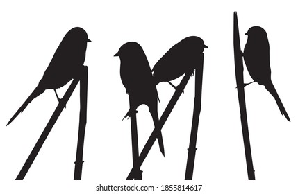 Bearded reedling (Panurus biarmicus) sits on reed grass. Silhouettes set