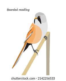 Bearded reedling sitting on reed. Vector illustration