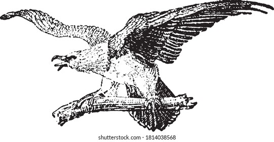Bärengeier, aus dem Wörterbuch von Wort und Dingen, 1888.