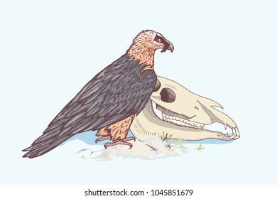 Bearded vulture and horse skull. Vector illustration.