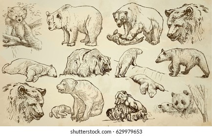 BEARS. Animals around the World. Collection of an hand drawn vector illustrations. Freehand sketches. Line art. Each drawing comprise of a few layers of outlines. Colored background is isolated.