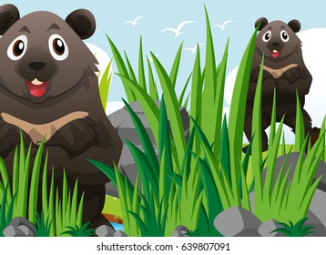 Bears in field of grass