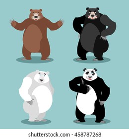 bears set Breed. Grizzly and panda. American black bear baribal. Polar. Different poses wild animal. Carnivorous animals