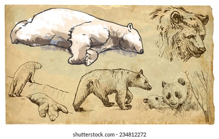 BEARS (Ursidae family). Collection of an hand drawn illustrations (originals, no tracing). Drawings are editable in layers and groups. The color layers are separated.