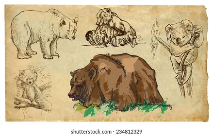 BEARS (Ursidae family). Collection of an hand drawn illustrations (originals, no tracing). Drawings are editable in layers and groups. The color layers are separated.