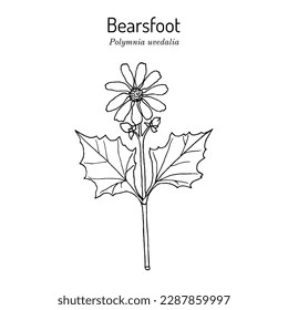 Bearsfoot, or hairy leafcup (Polymnia uvedalia), medicinal plant. Hand drawn botanical vector illustration