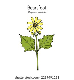 Bearsfoot, or hairy leafcup (Polymnia uvedalia), medicinal plant. Hand drawn botanical vector illustration