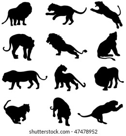 Beast duel: the lion and the tiger