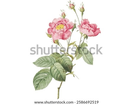 The Beatiful peonies flower purple and Pink Color