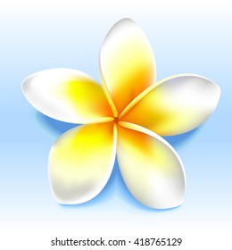 Beatiful yellow white frangipani, plumeria, shoji flower. Vector illustration without transparency.