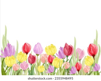 Beatifule Flower borders blooming tulips