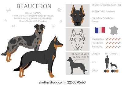 Beauceron dog, French shepherd clipart. All coat colors set.  Different position. All dog breeds characteristics infographic. Vector illustration